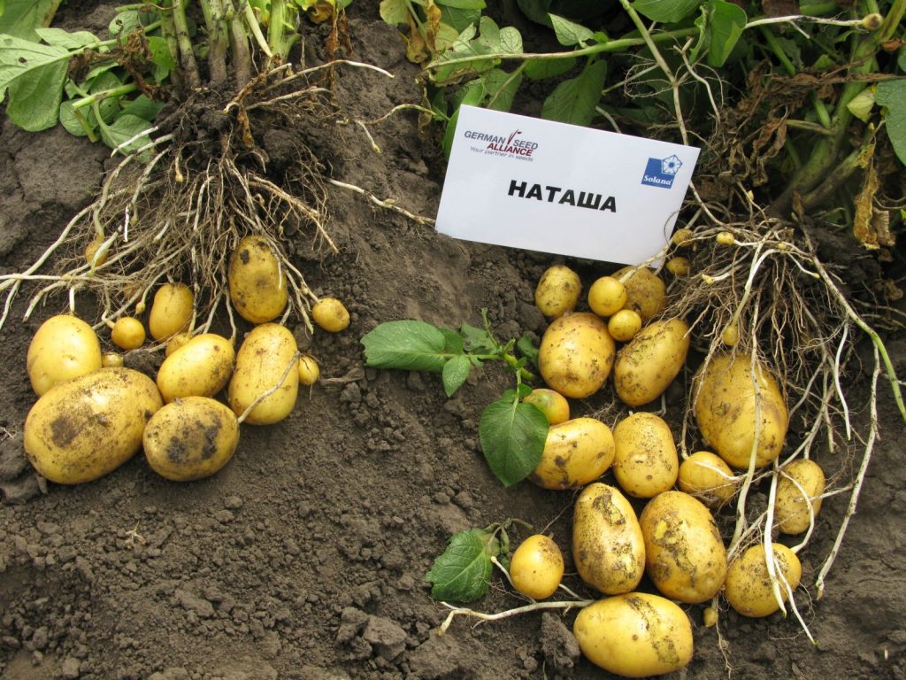 сорт картофеля Наташа
