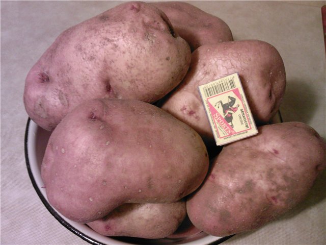 сорт картофеля славянка фото