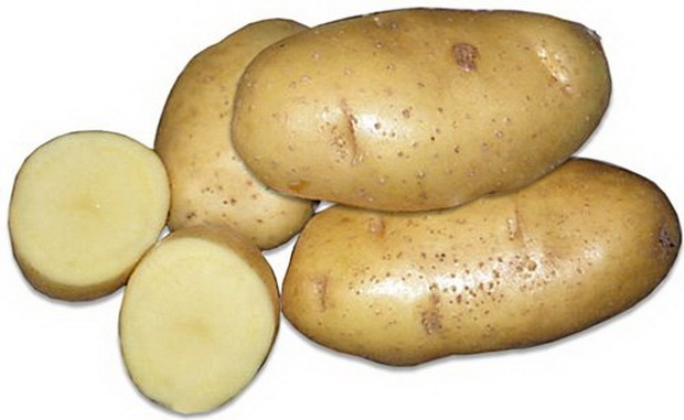 сорт картофеля Янка фото