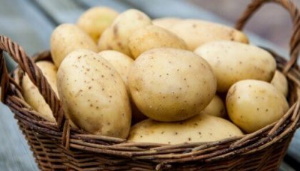 вред и польза картошки