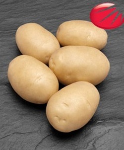картофель саггита фото