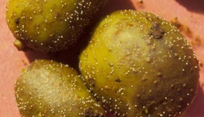 картофельная нематода фото