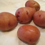 картошка ирбитская фото