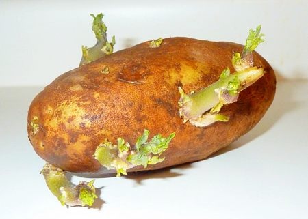 пророщенный клубень картошки фото