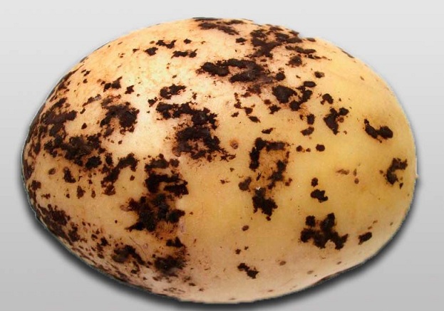 ризоктониоз картофеля на клубне фото