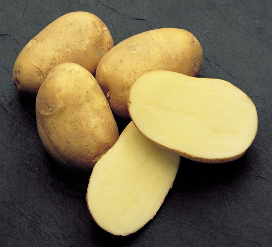 сорт картофеля инноватор фото