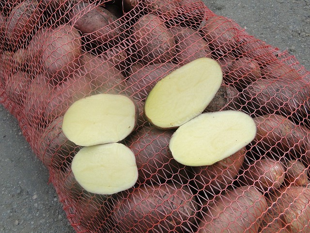 сорт картофеля ирбитский фото