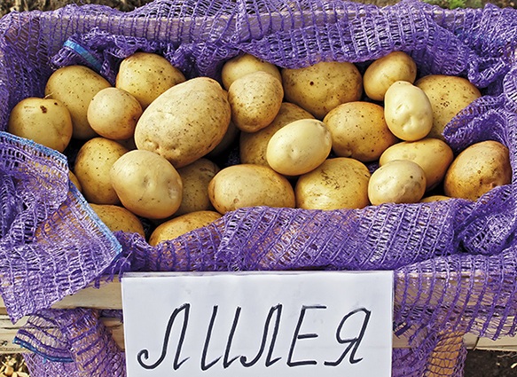сорт картофеля лилия фото