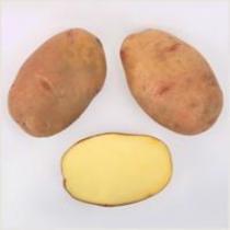 сорт картофеля вектор фото