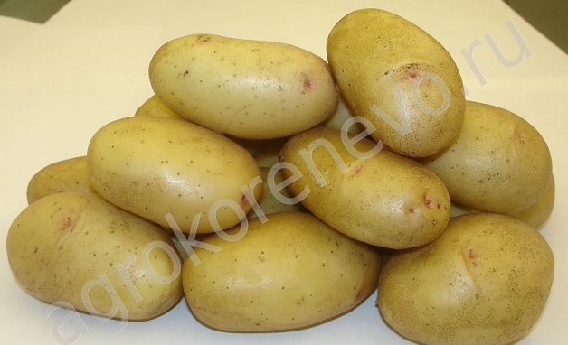 сорт картофеля великан фото