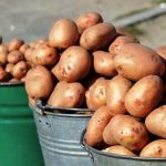 стимуляторы роста картошки фото