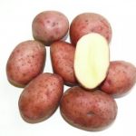картошка ермак фото