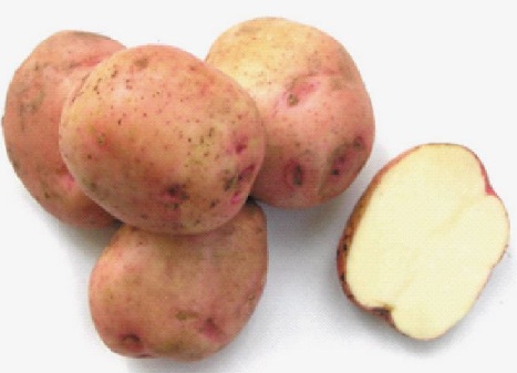 сорт картофеля ермак фото