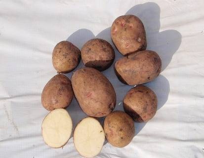 сорт картофеля ильинский фото