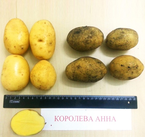 Сорт картофеля «Королева Анна» – описание и фото