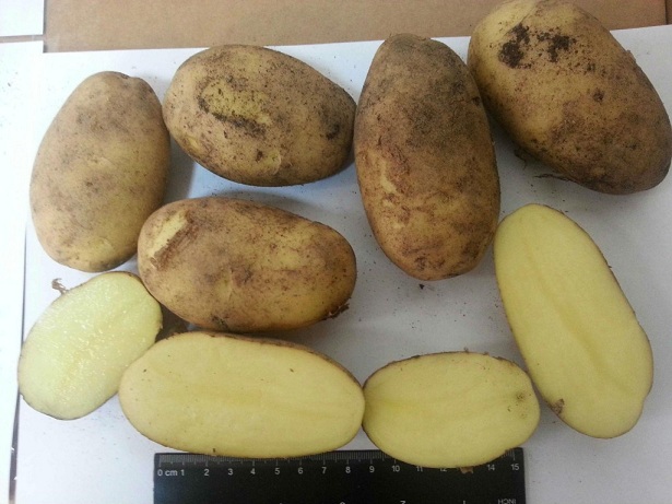 сорт картофеля зорачка фото