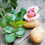 выращивание роз в картофеле