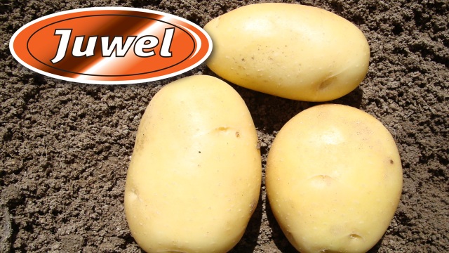 Сорт картофеля «Джувел (Juwel)» – описание и фото