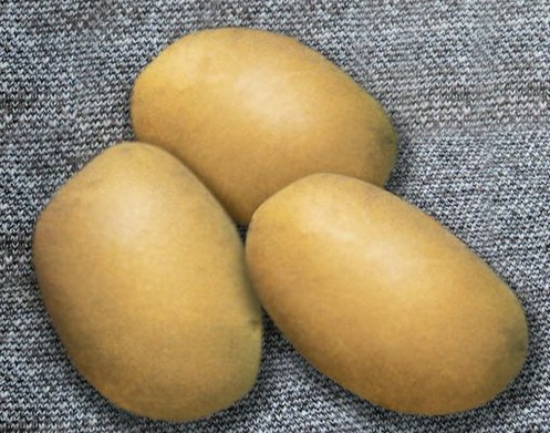 сорт картофеля криница фото