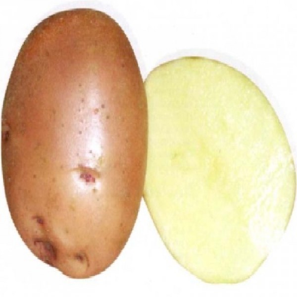 сорт картофеля накра фото