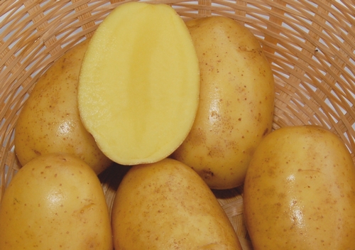 сорт картофеля вега фото