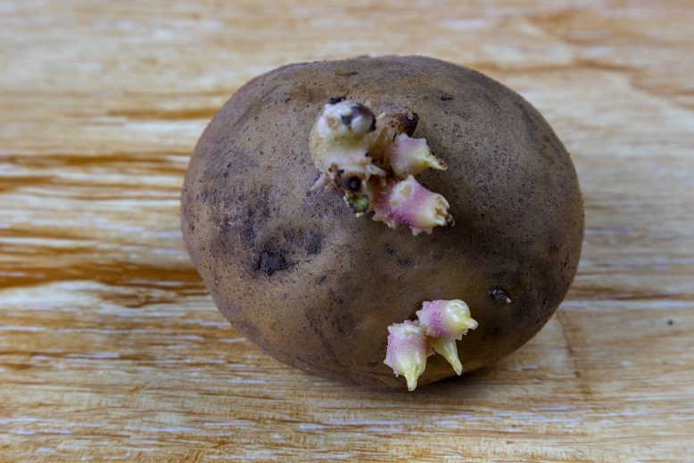 картофельные ростки в народной медицине