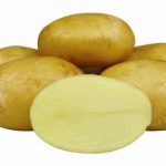 картошка леони фото