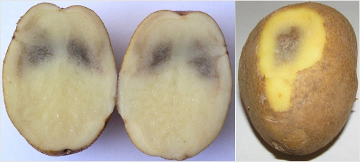 меланоз картофеля фото