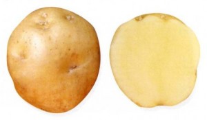 сорт картофеля принц фото