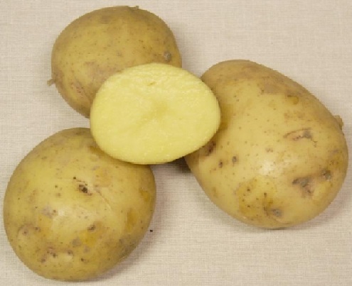 сорт картофеля сударыня фото