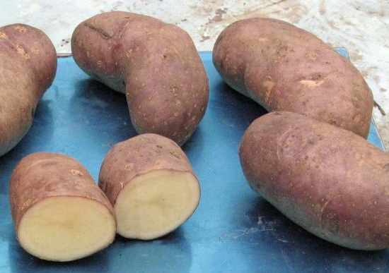 сорт картофеля тирас фото