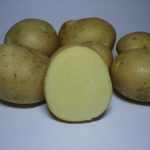 картошка арника фото
