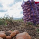 сколько растет картофель от посадки и до сбора урожая