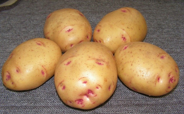 сорт картофеля барон фото