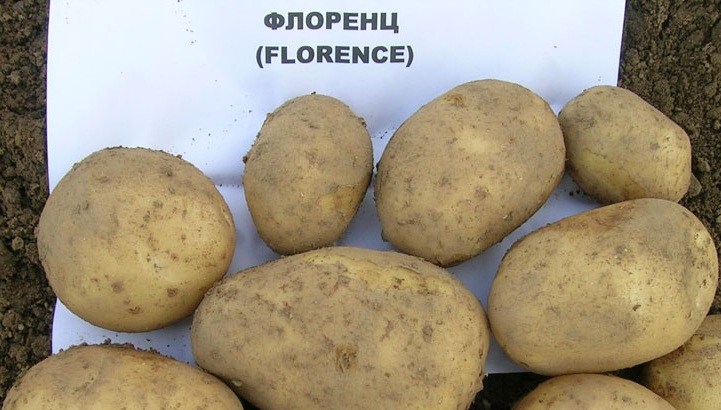 сорт картофеля Флоренция фото