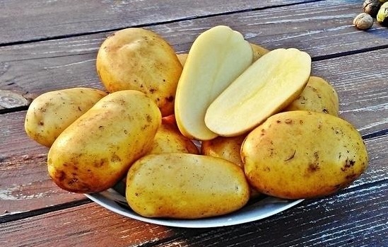 сорт картофеля крона