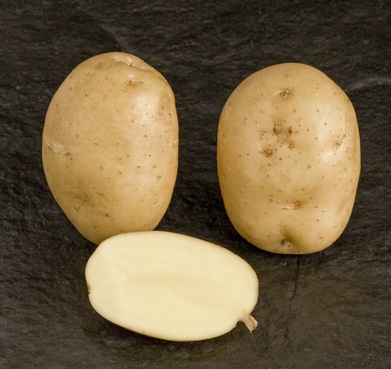 сорт картофеля остара фото