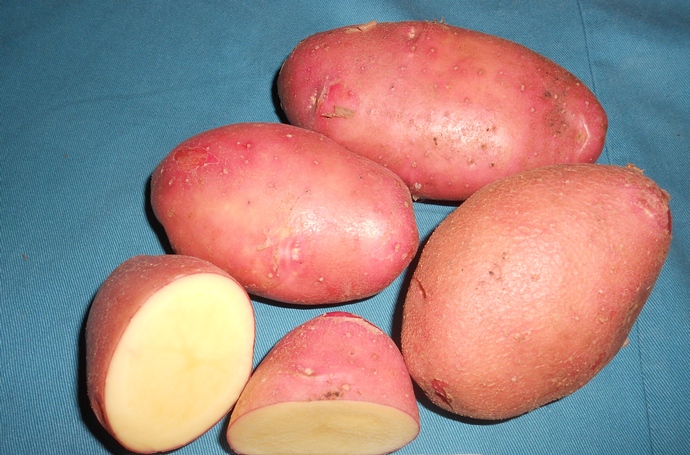 сорт картофеля спиридон фото
