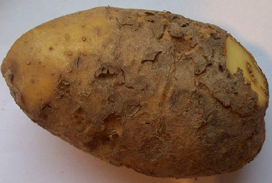 трещины на картофеле из-за нематоды фото