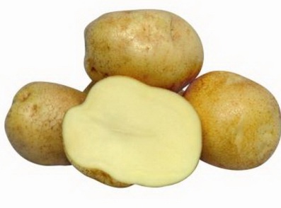 сорт картофеля лад фото