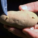 фото посадки картофеля глазками