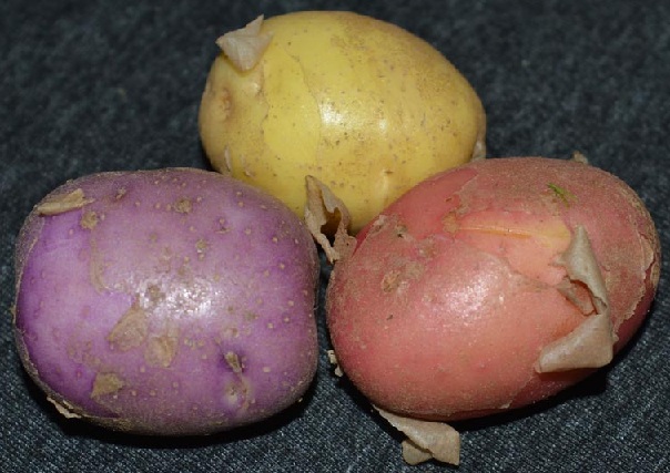 фото поврежденного картофеля