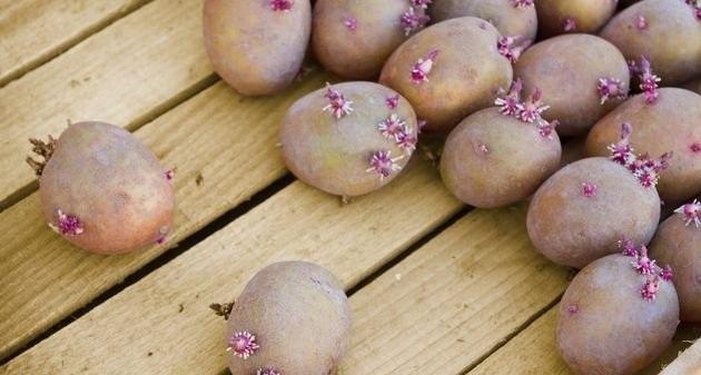фото посадочного клубня картофеля