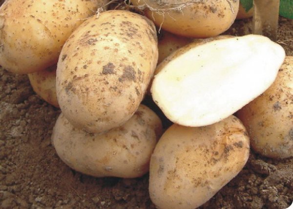 сорт картофеля артемис фото