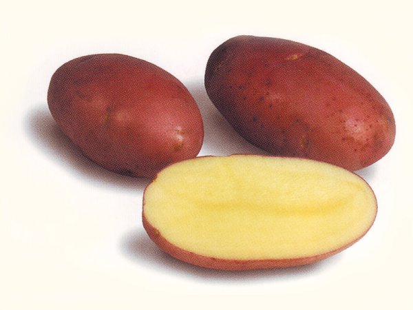 сорт картофеля шери фото