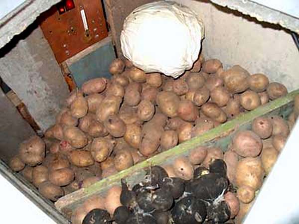 фото хранения картошки в подвале с другими овощами
