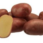 картошка эволюшн фото