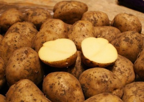 сорт картофеля Бельмондо фото