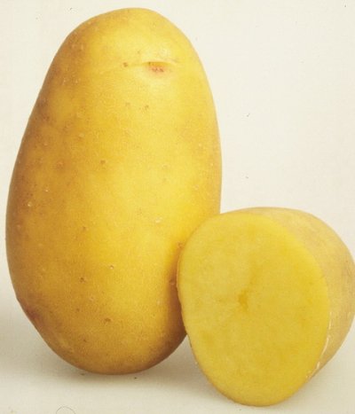 сорт картофеля ладошка фото
