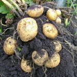 можно ли копать картошку в дождь
